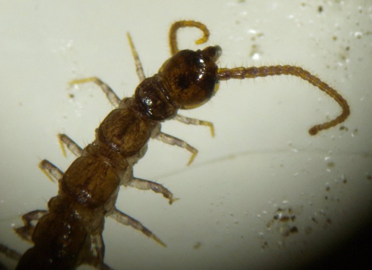 chilopoda_vorderende_1024.jpg