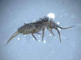 Springschwanz (Collembola) mit ausgeklappter Sprunggabel