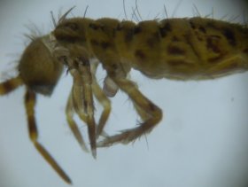 Springschwanz (Collembola) mit Ventraltubus am 1. Abdominalsegment