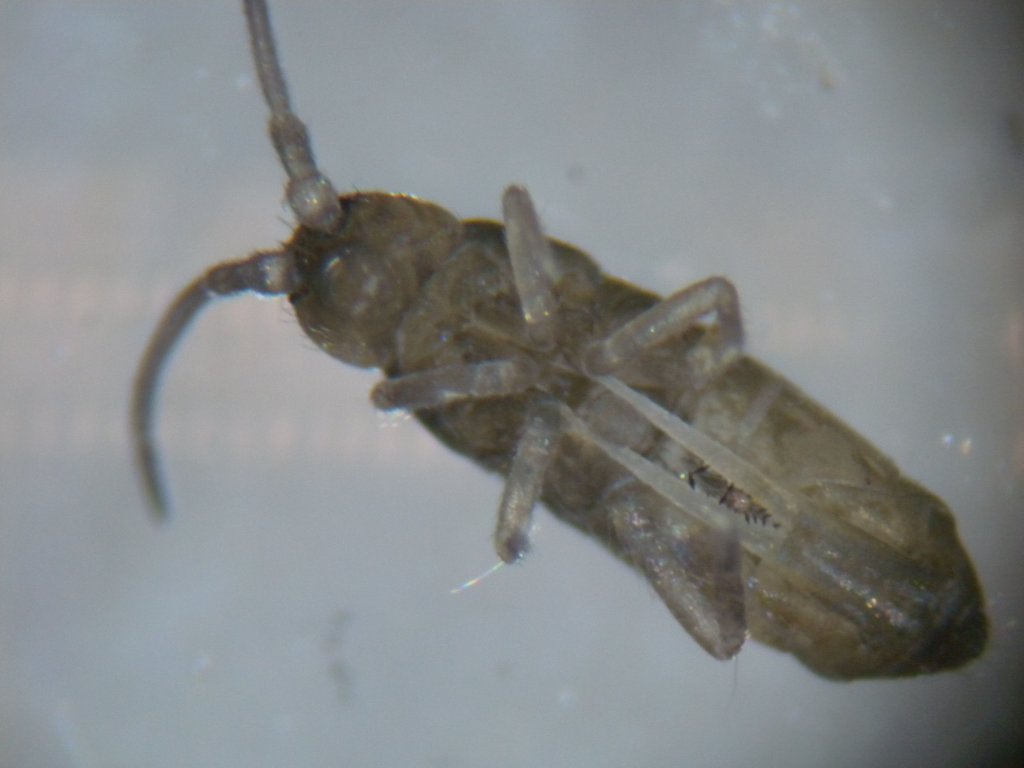 collembole_1024.jpg