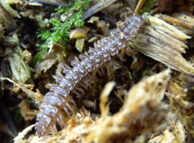 Bandfüßer (Polydesmidae), ein Doppelfüßer (Diplopoda)