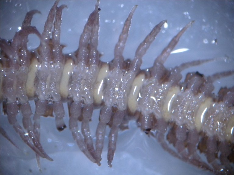 diplopoda5_1024.jpg