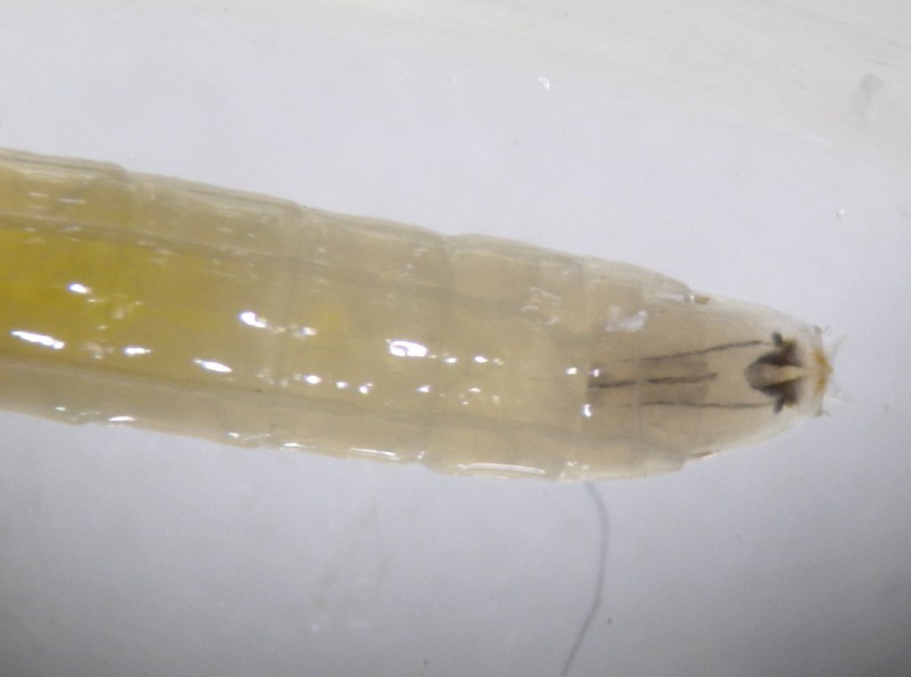 diptera_larve_vorderende_1024.jpg