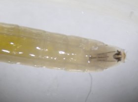 diptera_larve_vorderende_280.jpg