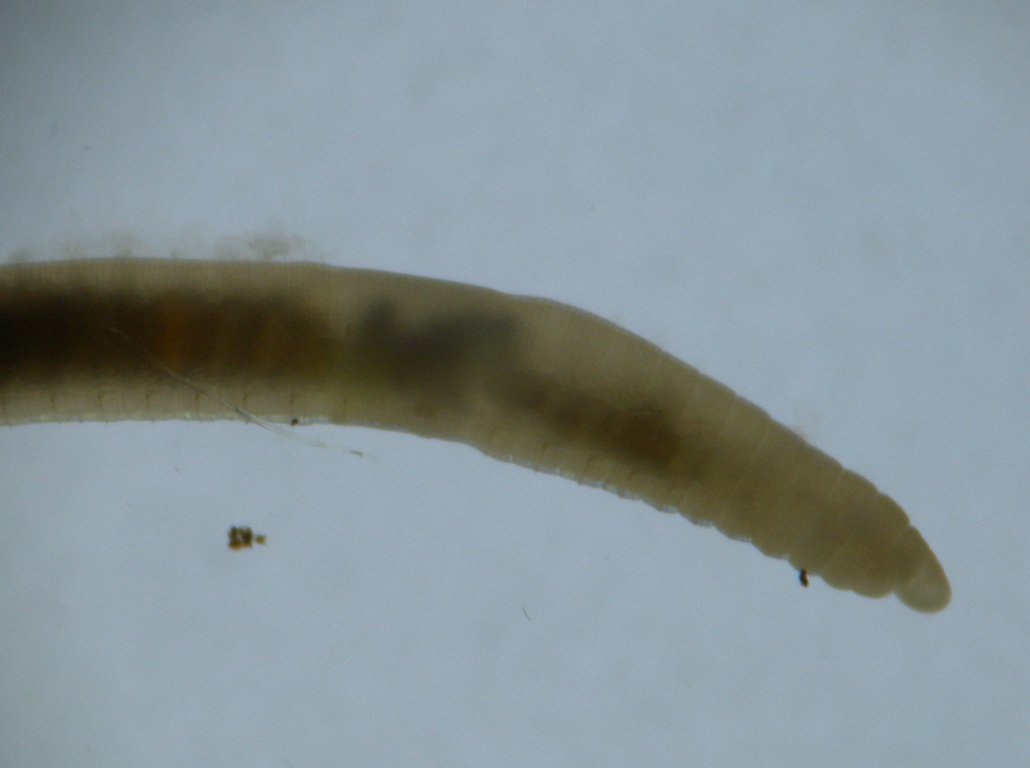 enchytraeidae10_1024.jpg