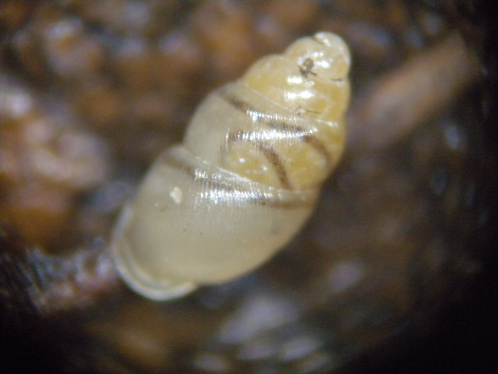 gastropoda1_1024.jpg
