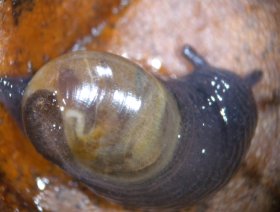 Gehäuseschnecke auf Falllaub