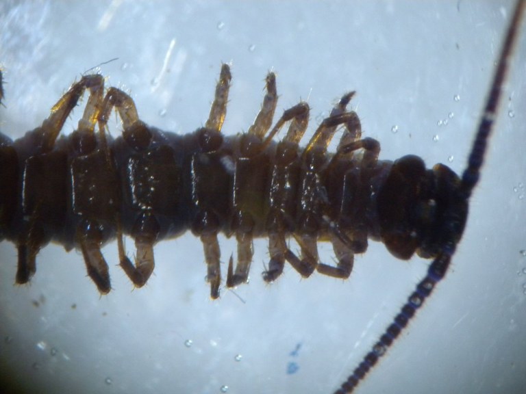 lithobius3_1024.jpg
