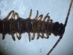 lithobius3_280.jpg