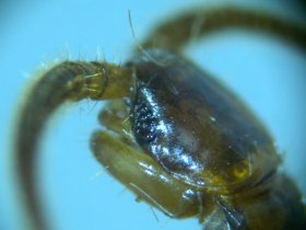 Kopf eines Steinläufers (Lithobius, Chilopoda) mit Ocellenauge