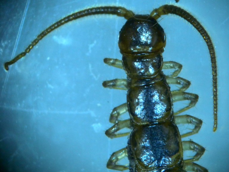 lithobius_vorderende_1024.jpg