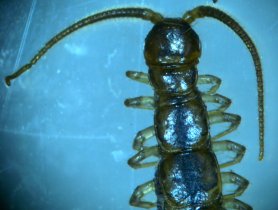 lithobius_vorderende_280.jpg
