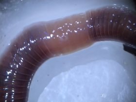 lumbricidae_clitellum1_280.jpg