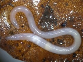 nematode1_280.jpg