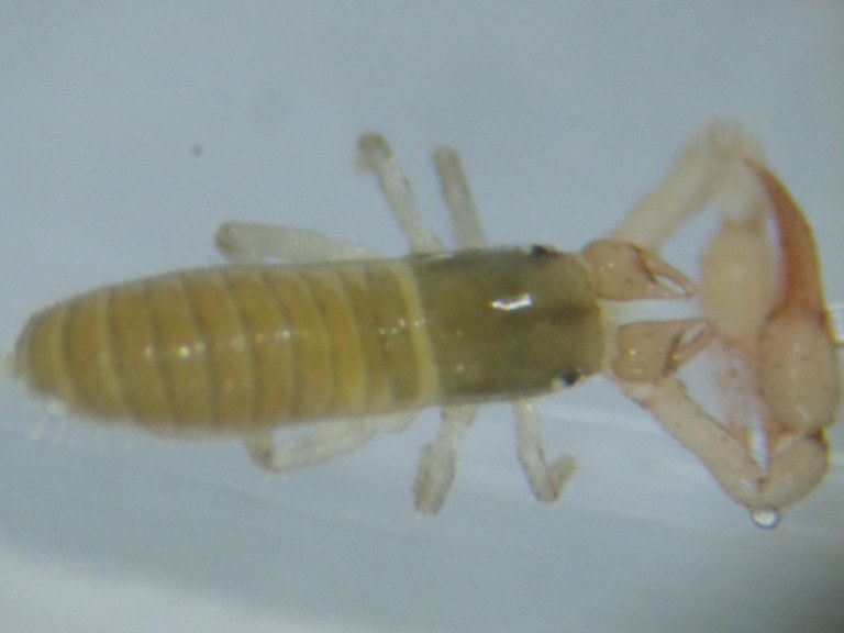 pseudoscorpiones1_1024.jpg