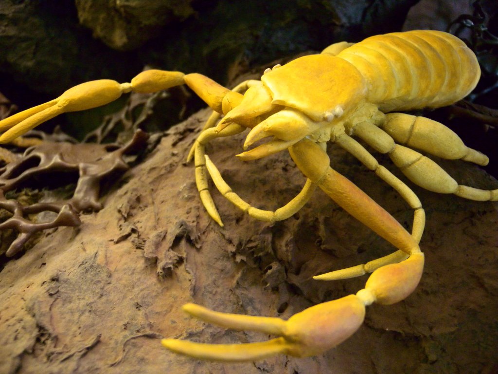 pseudoscorpiones_1024.jpg
