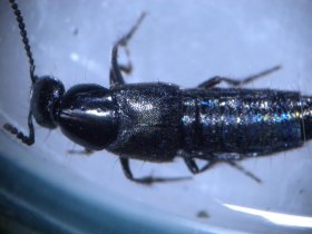 Kurzflügelkäfer (Staphylinidae) aus der Laubstreu