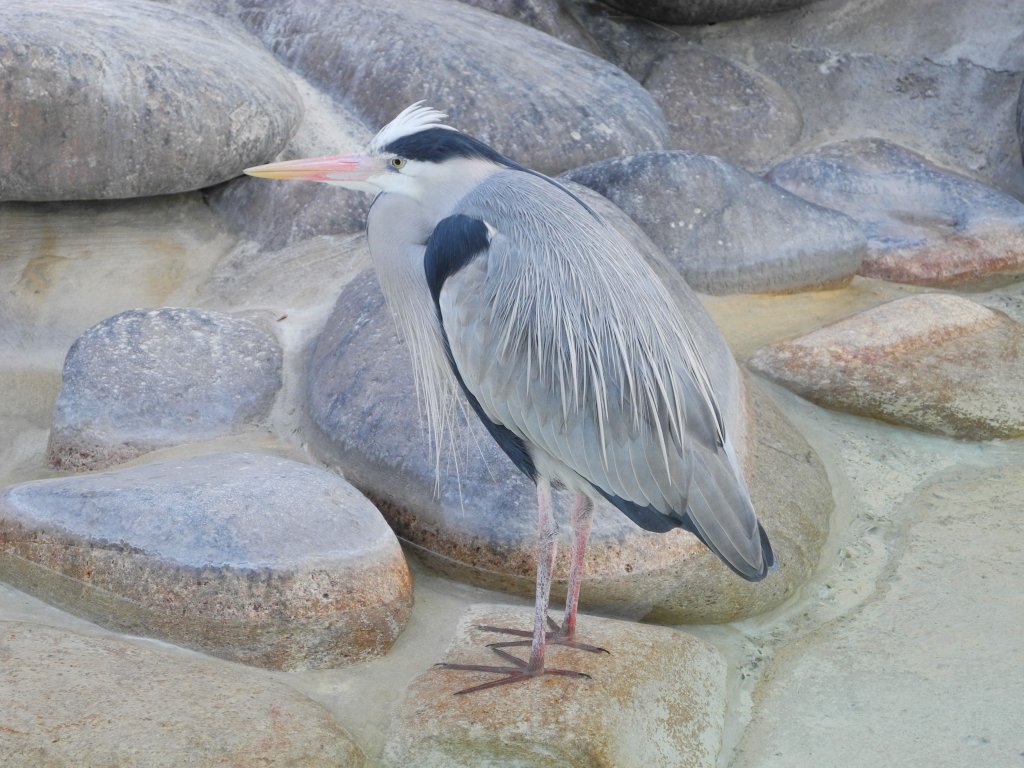 ardea_cinerea11_1024.jpg