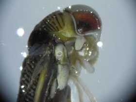 corixidae2_280.jpg