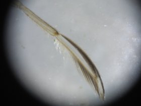 Ruderwanze (Corixidae)