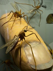 Weibchen von Stechmücken beim Stich (Rosenstein-Museum)