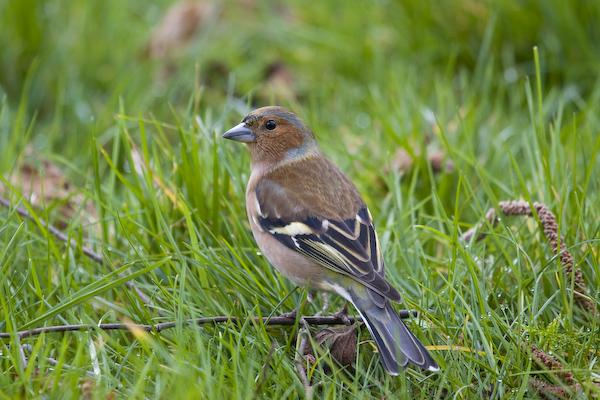 fringilla_coelebs_benjamin_waldmann.jpg