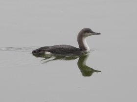 Prachttaucher (Gavia arctica)