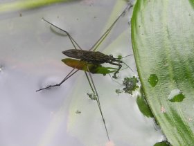 Wasserläufer (Gerris sp.)