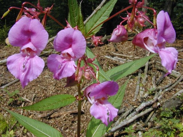 impatiens_glanduliflora1.jpg