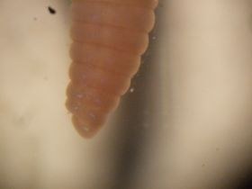 lumbriculus_variegatus4_280.jpg