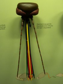 Mundwerkzeuge einer Stechmücke (Rosenstein-Museum)