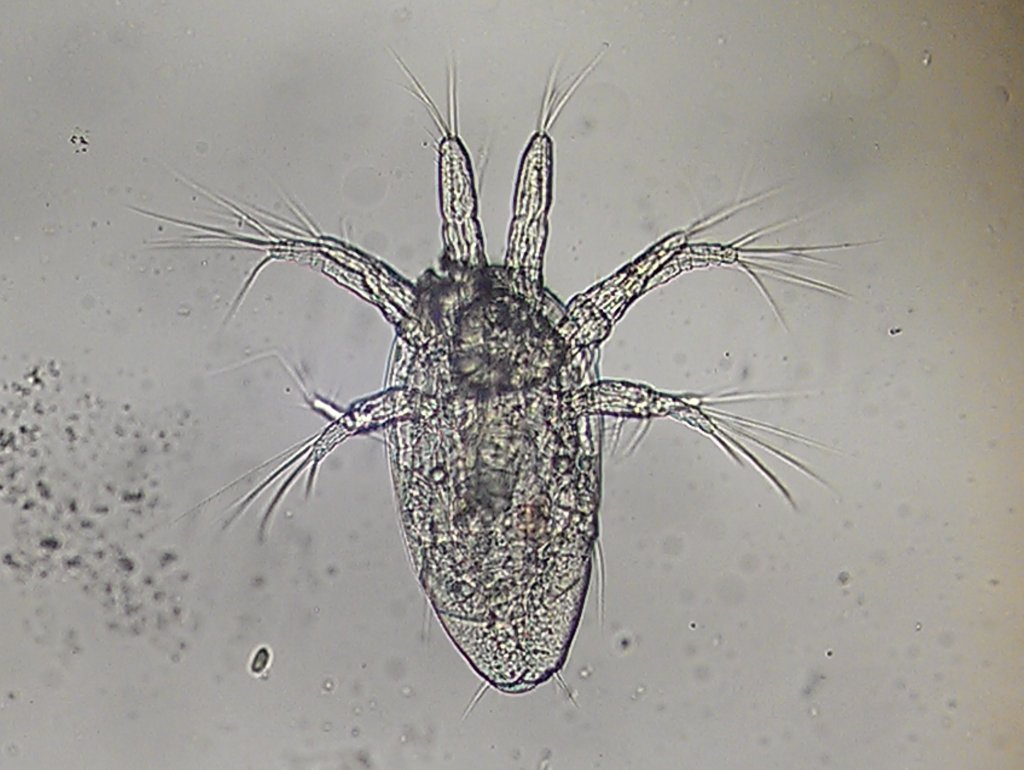 naupliuslarve4_1024.jpg