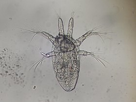 naupliuslarve4_280.jpg