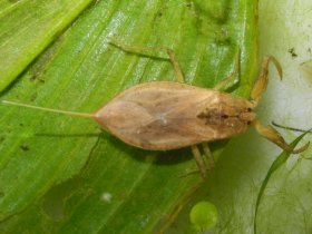 Wasserskorpion (Nepa cinerea)