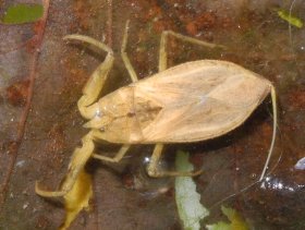 Wasserskorpion (Nepa cinerea)