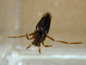 Gemeiner Rückenschwimmer (Notonecta glauca)