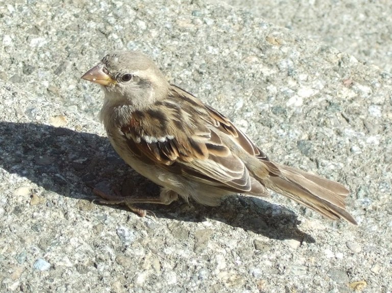 passer_domesticus1_1024.jpg