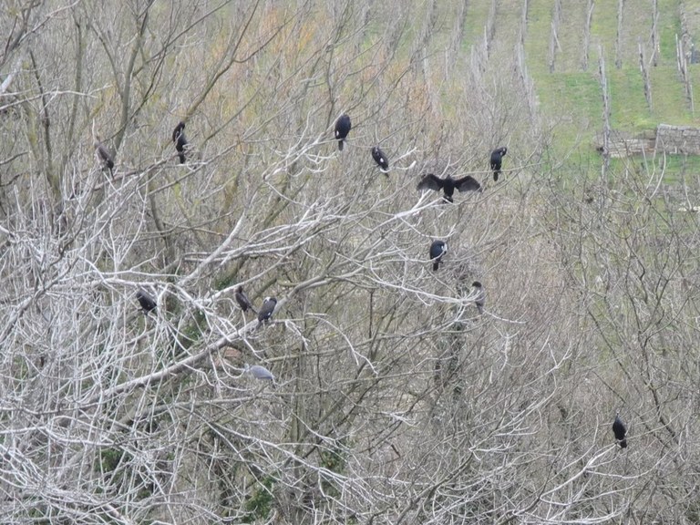 phalacrocorax_carbo_kolonie_1024.jpg