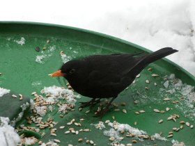 Männliche Amsel