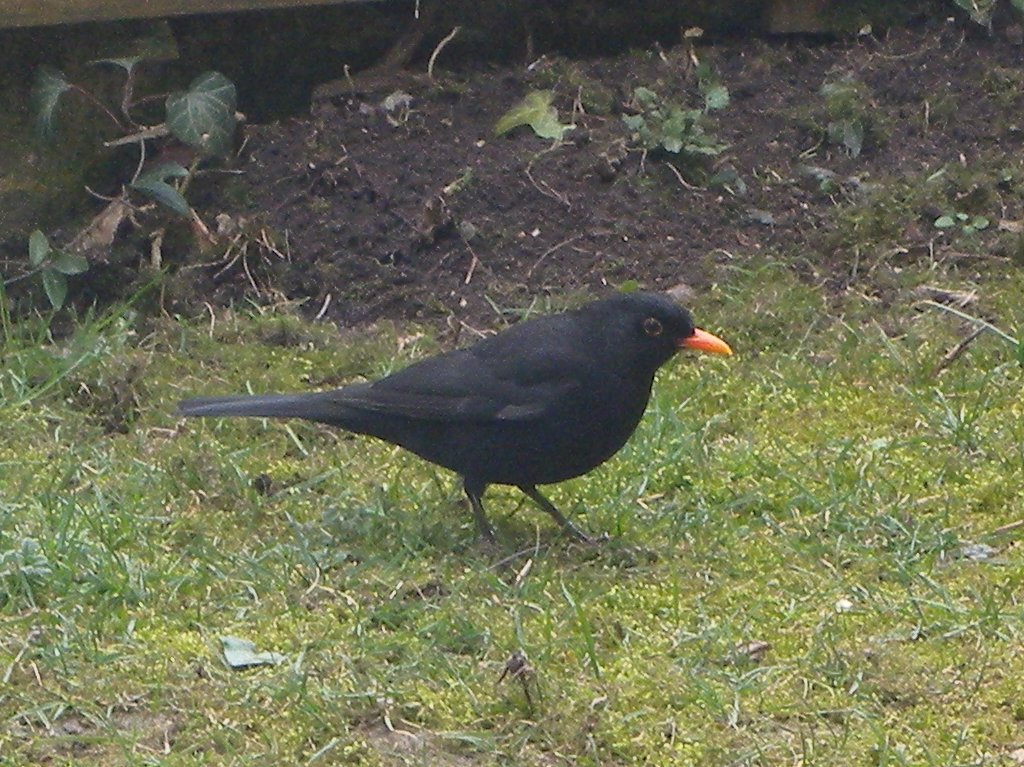 turdus_merula_1024.jpg