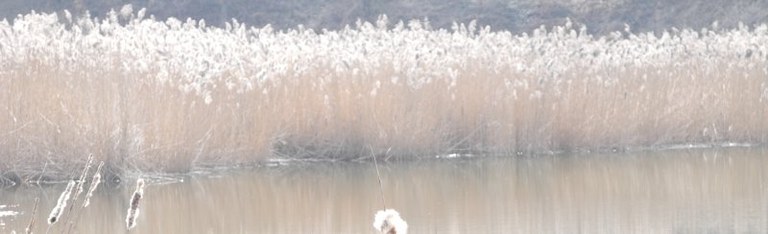 typha_latifolia4_breit.jpg