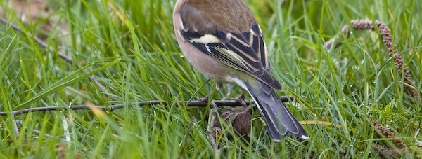 Vogel_a_unten