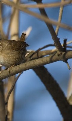 Vogel e Seite