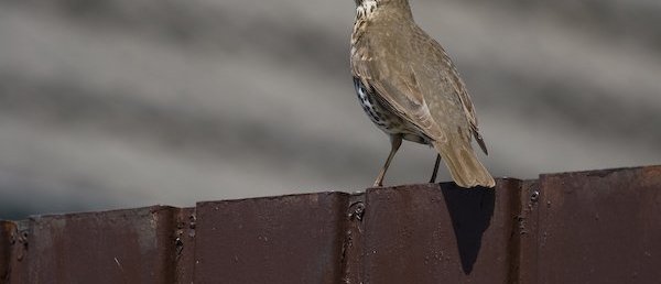 Vogel k unten