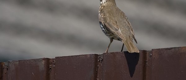 vogel_k_unten.jpg