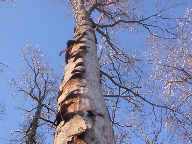 fagus_sylvatica_totholz.jpg