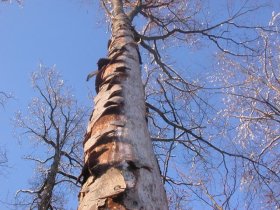 Tote stehende Rotbuche Fagus sylvatica