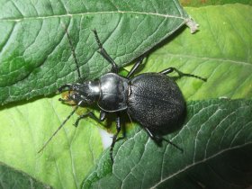 Großer Laufkäfer aus einer Bodenfalle