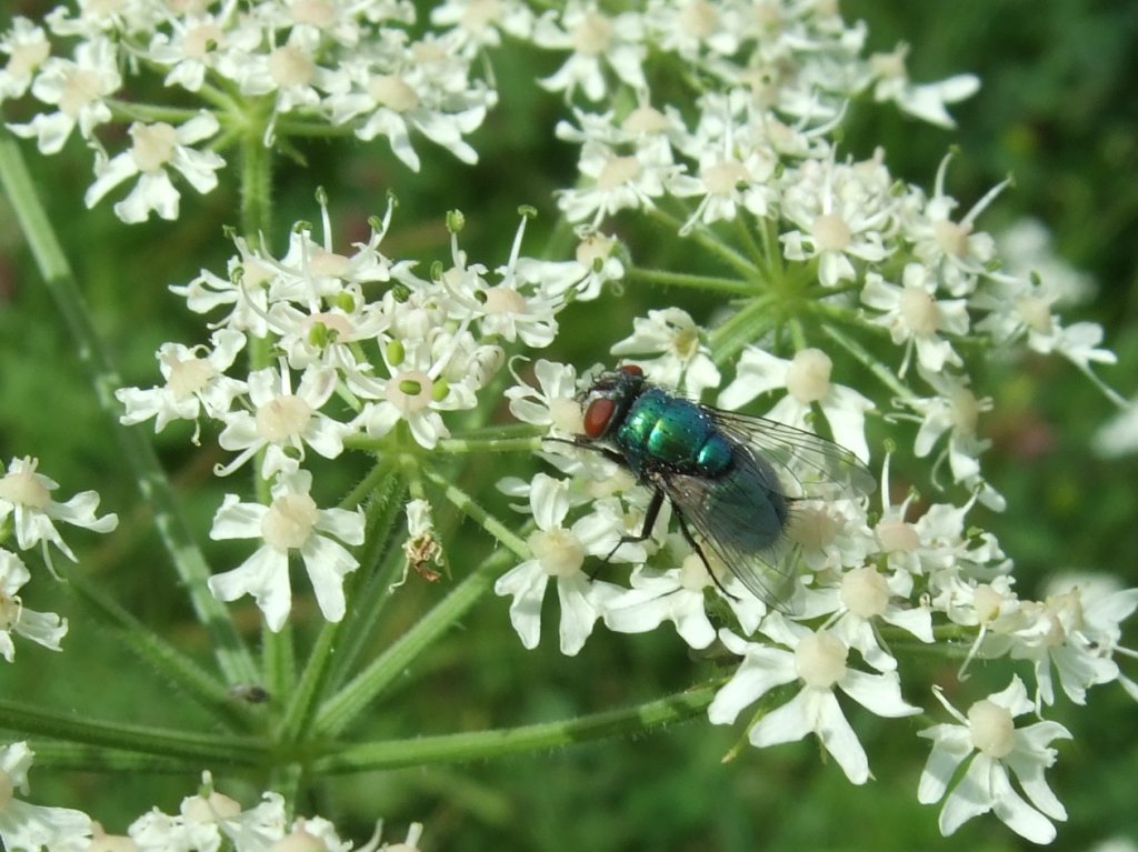 lucilia_auf_apiaceae_1024.jpg