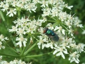 lucilia_auf_apiaceae_280.jpg